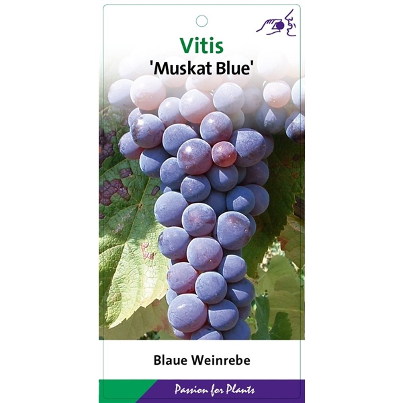 Vinranka – Vitis 'Muscat Bleu' - C2 60-80 CM Stick